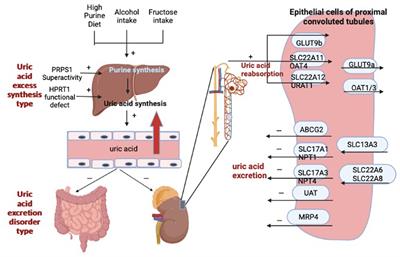 Research progress on the prevention and treatment of hyperuricemia by medicinal and edible plants and its bioactive components